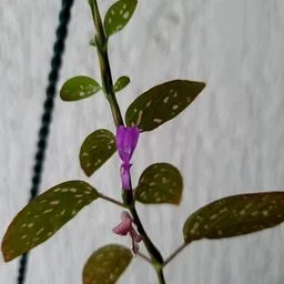 Planta de lunares