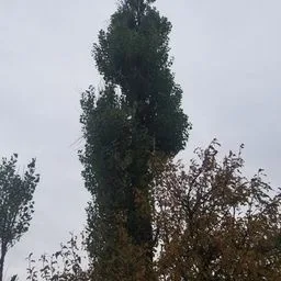 Schwarzpappel