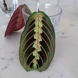 Maranta