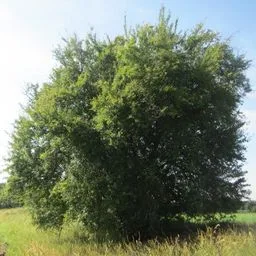 Cherry-plum