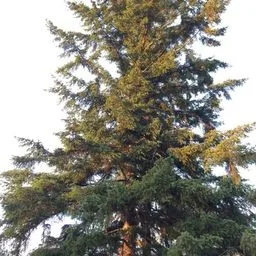 Sapin de Douglas
