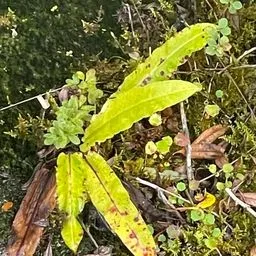 Pteris cretica