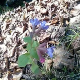Pulmonaria