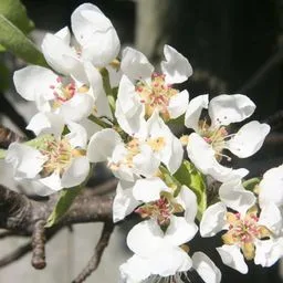 Birnbaum