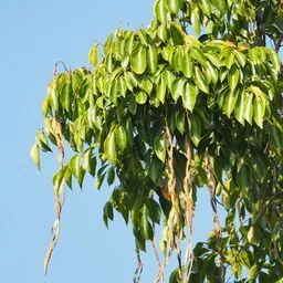 Arbre émeraude