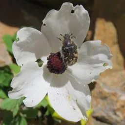 Gartenranunkel