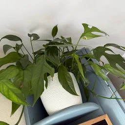 Mini monstera