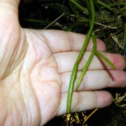Rhipsalis baccifera