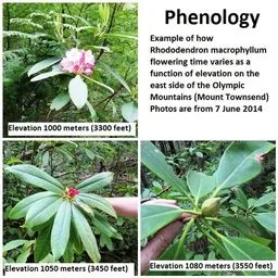 Rododendros e azáleas
