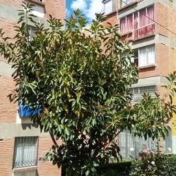 Ficus de cauciuc
