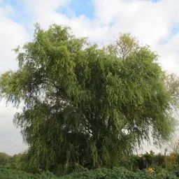Saule pleureur
