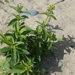 Saponaria