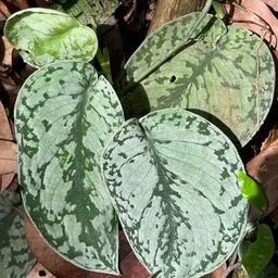 Pothos satinat