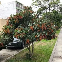 Schefflera