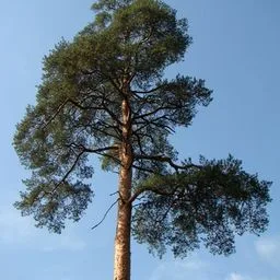 Waldkiefer