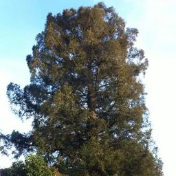 Sequoia-vermelha