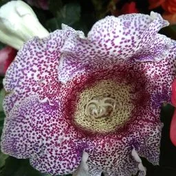 Glossinia