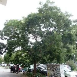 Sófora