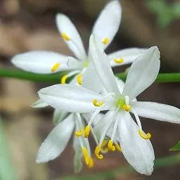 Cinta