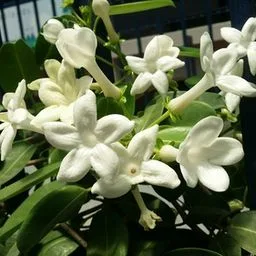 Jazmín de Madagascar