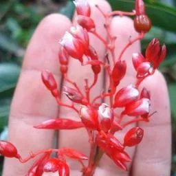 Stromanthe
