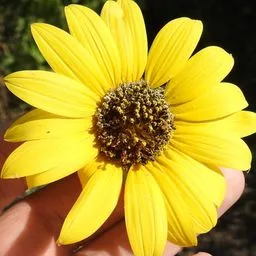 Girasole