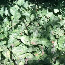 Syngonium