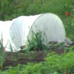 Tulipano